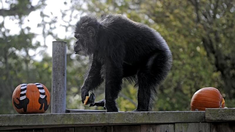 Muere en el zoológico de San Francisco el chimpancé más viejo de EEUU