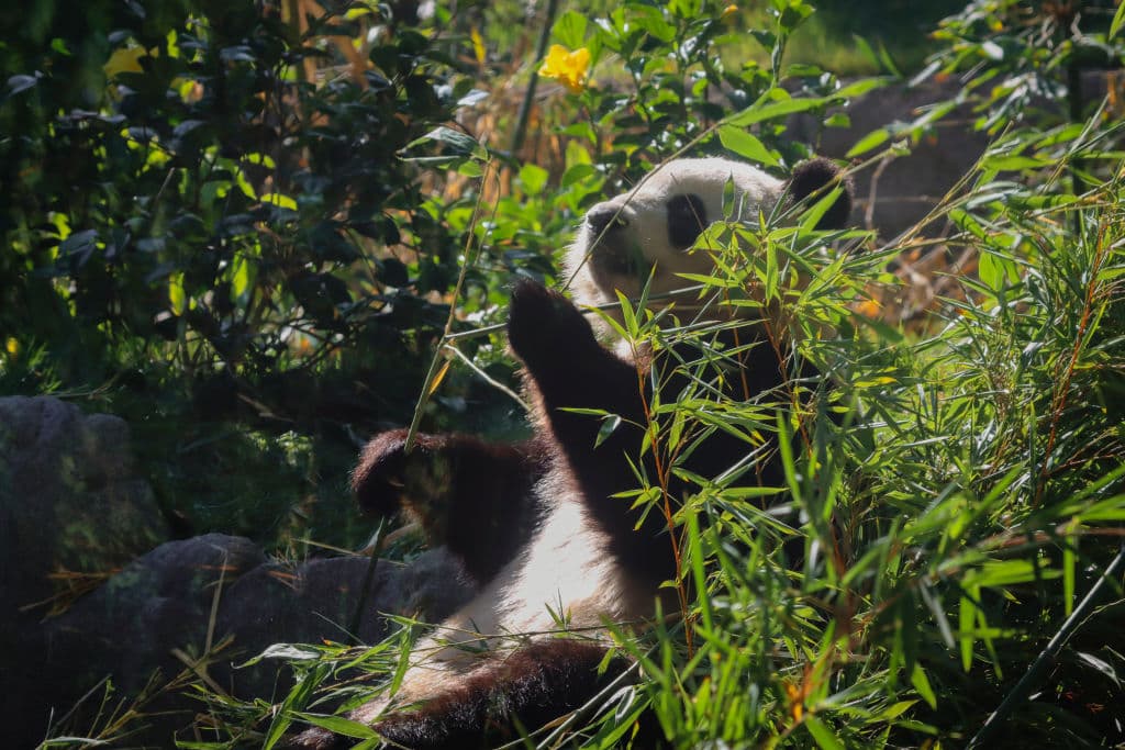 El envío de los pandas gigantes a Estados Unidos se oficializó este año, en febrero, después de 21 años que China no autorizaba el préstamo de estos animales.