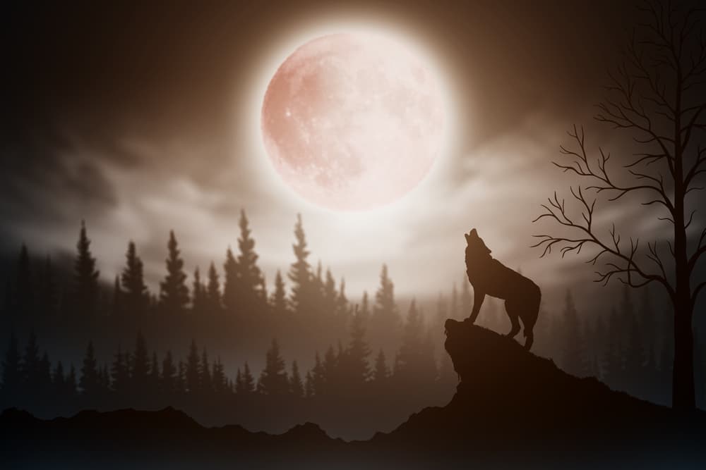 Parece que estaban como hambrientos, y están llamando a la manada, acuérdate que los lobos son animales de manada, de familia, y son los antecesores de nuestros perros domésticos, pero nunca se han dejado domesticar como nuestras queridas mascotas.