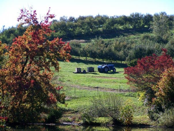 <b><a href="http://www.skytoporchard.com/  " target="_blank">Sky Top Orchard (1193 Pinnacle Mountain Rd, Flat Rock)</a></b>: A una altura de 3,000 pies, Sky Top Orchard tiene una amplia variedad de manzanas disponibles hasta mediados de octubre, así como calabazas durante todo octubre (las actividades continúan hasta finales de noviembre o principios de diciembre).