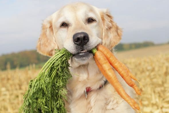 Cuidas tu alimentación para estar sana y sentirte bien; ¡no olvides la de tu mascota! El perro también debería llevar una nutrición equilibrada, no la arruines dándole ‘treats’ poco saludables.