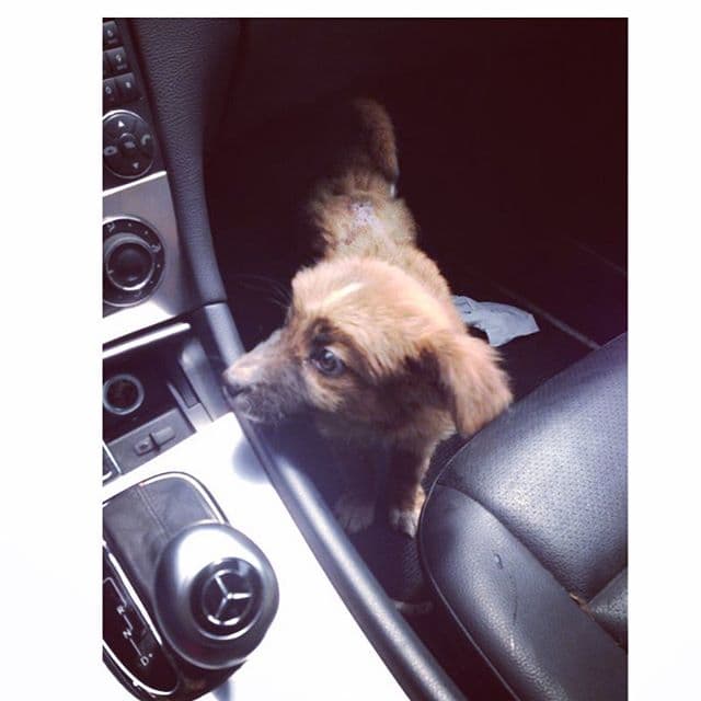 Rihanna llegó a su vida siendo muy pequeña; la rescató y decidió adoptarla porque ella era una perrita callejera.