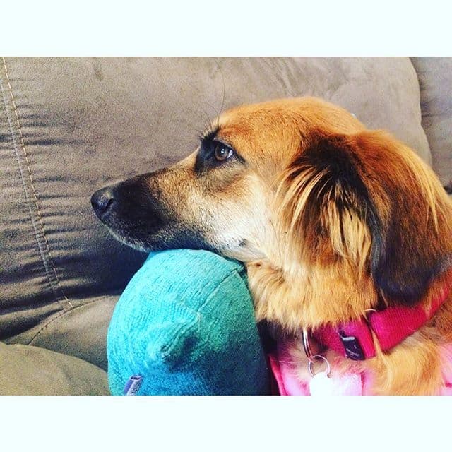 Se ve que David cuida y alimenta muy bien a su perrita, pues Rihanna ahora está enorme y es muy juguetona.