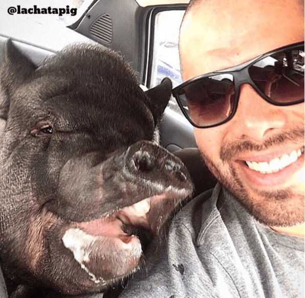 Tal ha sido la popularidad de La Chata que su dueño le creó una cuenta en Instagram, donde tiene más de 16 mil followers.