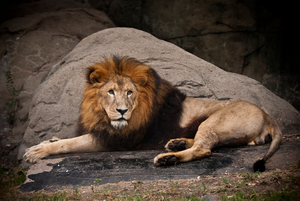 El zoológico recomienda a las personas que si tienen los síntomas del coronavirus, por favor que se queden en sus casas.