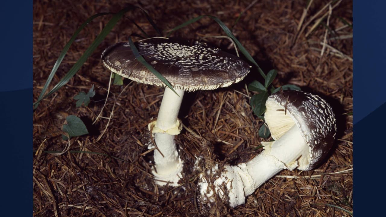 <b>Chlorophyllum molybdites o "Hongos de jardín": </b>De acuerdo con Banner Health, estos hongos crecen en todo Arizona. “Pueden parecerse a otros hongos comestibles, pero
<b>si se comen pueden causar vómitos, diarrea y dolor abdominal en un par de horas</b>”, indica El Centro de Información sobre Drogas y Venenos de Banner Health. Además, expertos reiteran que estos hongos pueden causar graves problemas gastrointestinales tanto en humanos como en animales.
