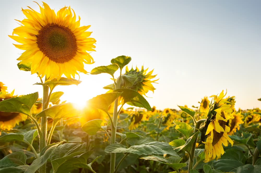 Dentro de las propiedades mágicas del girasol está que su aceite puede darle poder a cualquier ritual, hechizo o conjuro, sirviendo de conducto o base. Puedes hacer tu propia 'mezcla', combinando pétalos frescos del girasol con el aceite que usualmente compramos en tiendas.