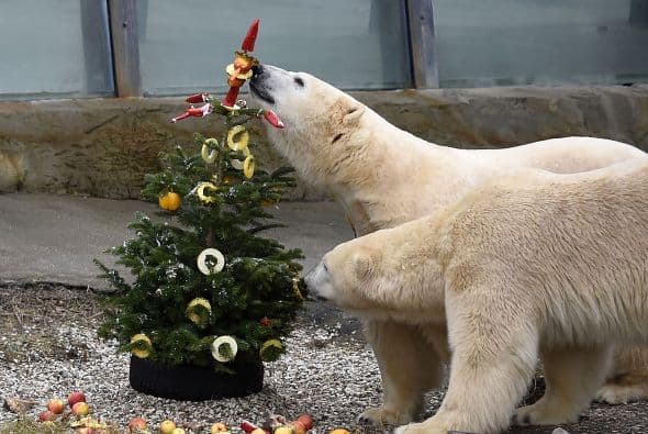 Osos polares comen bocadillos de fruta de un árbol de Navidad en el zoo de Hannover, Alemania.