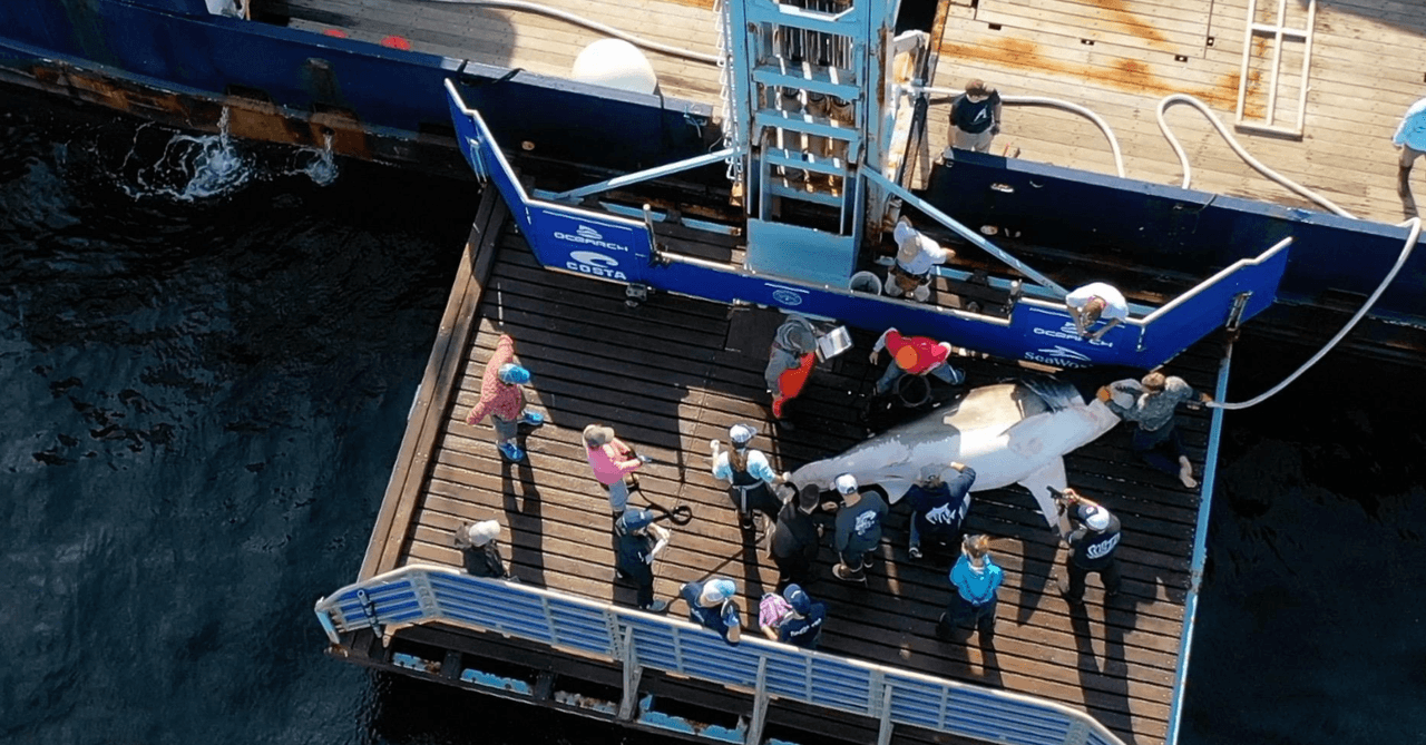 El tiburón blanco es un macho adulto que están siguiendo, para saber si baja hasta el Golfo de México, luego que vino desde Canadá el pasado 20 de septiembre.
<br>