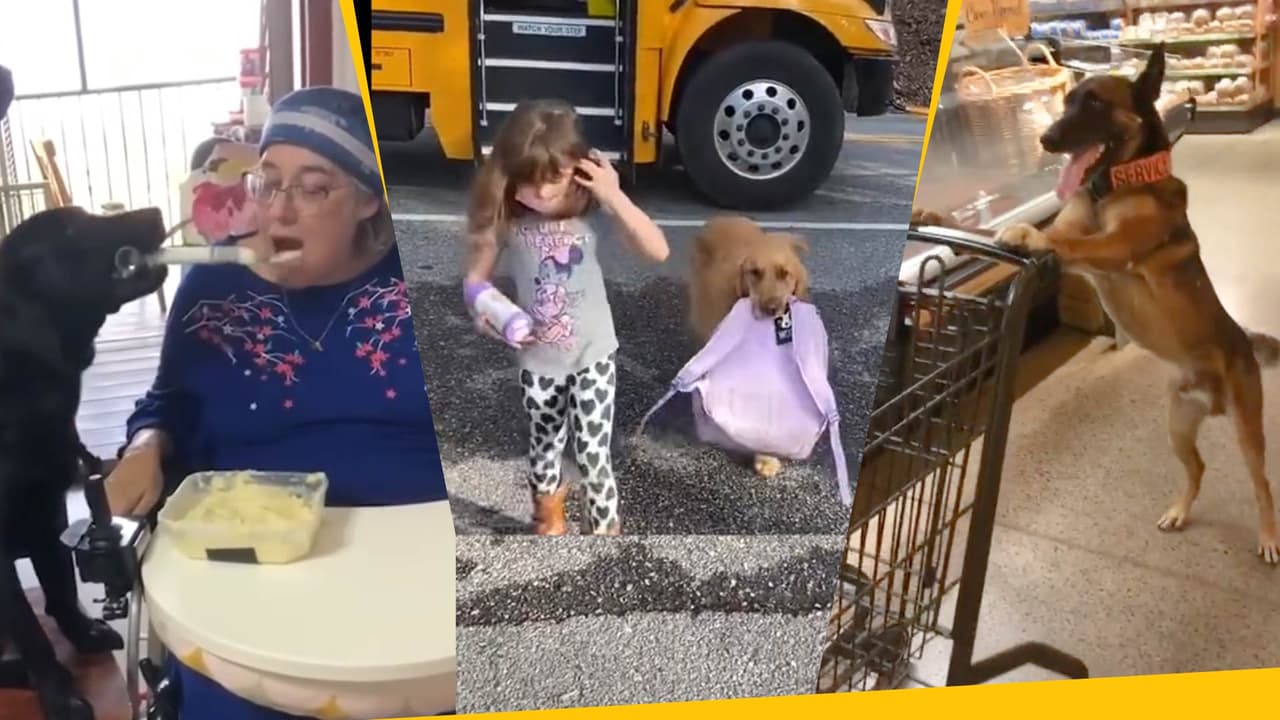 Animales que ayudan a las personas (y nos roban el corazón): les dan de comer, empujan su silla de ruedas y más