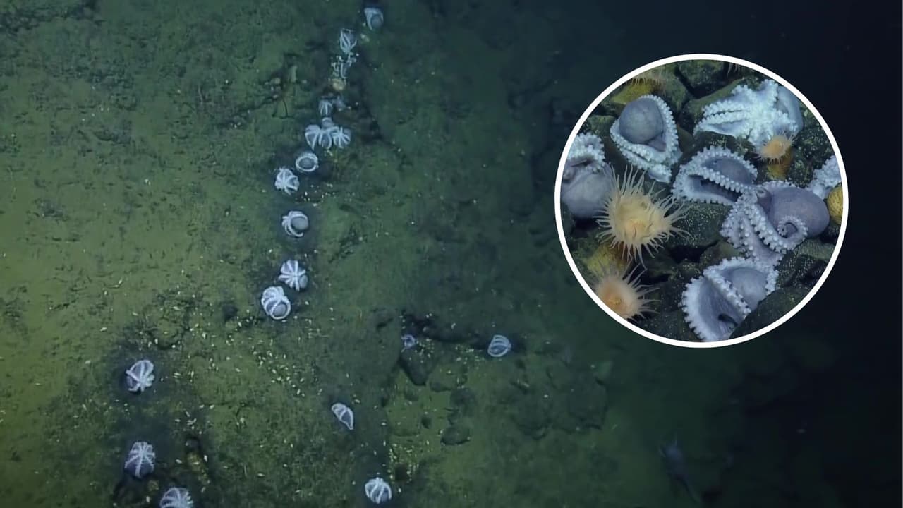 La congregación de pulpos bebés más grande del mundo está en esta zona de California