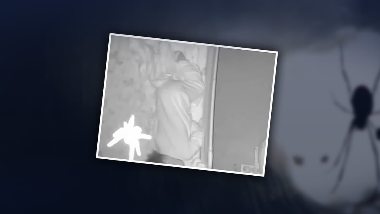 Cámara capta momento en que una araña gigante se para sobre la cara de un bebé dormido