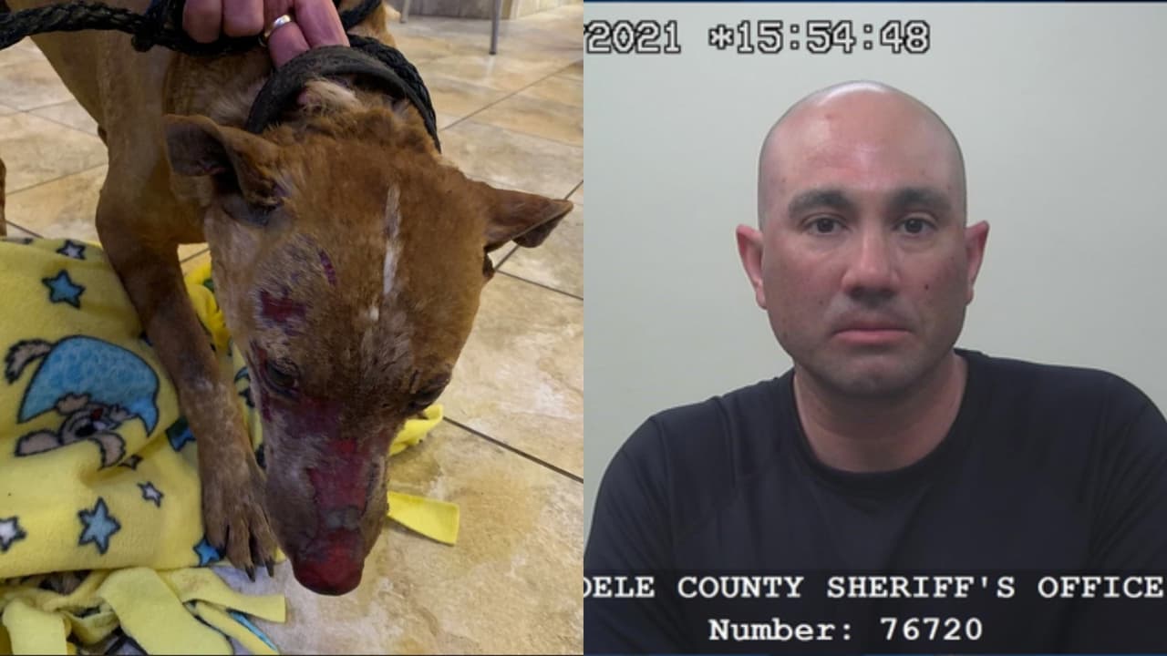 Perrita incendiada en Magna fue víctima de una venganza pasional del exnovio de su dueña