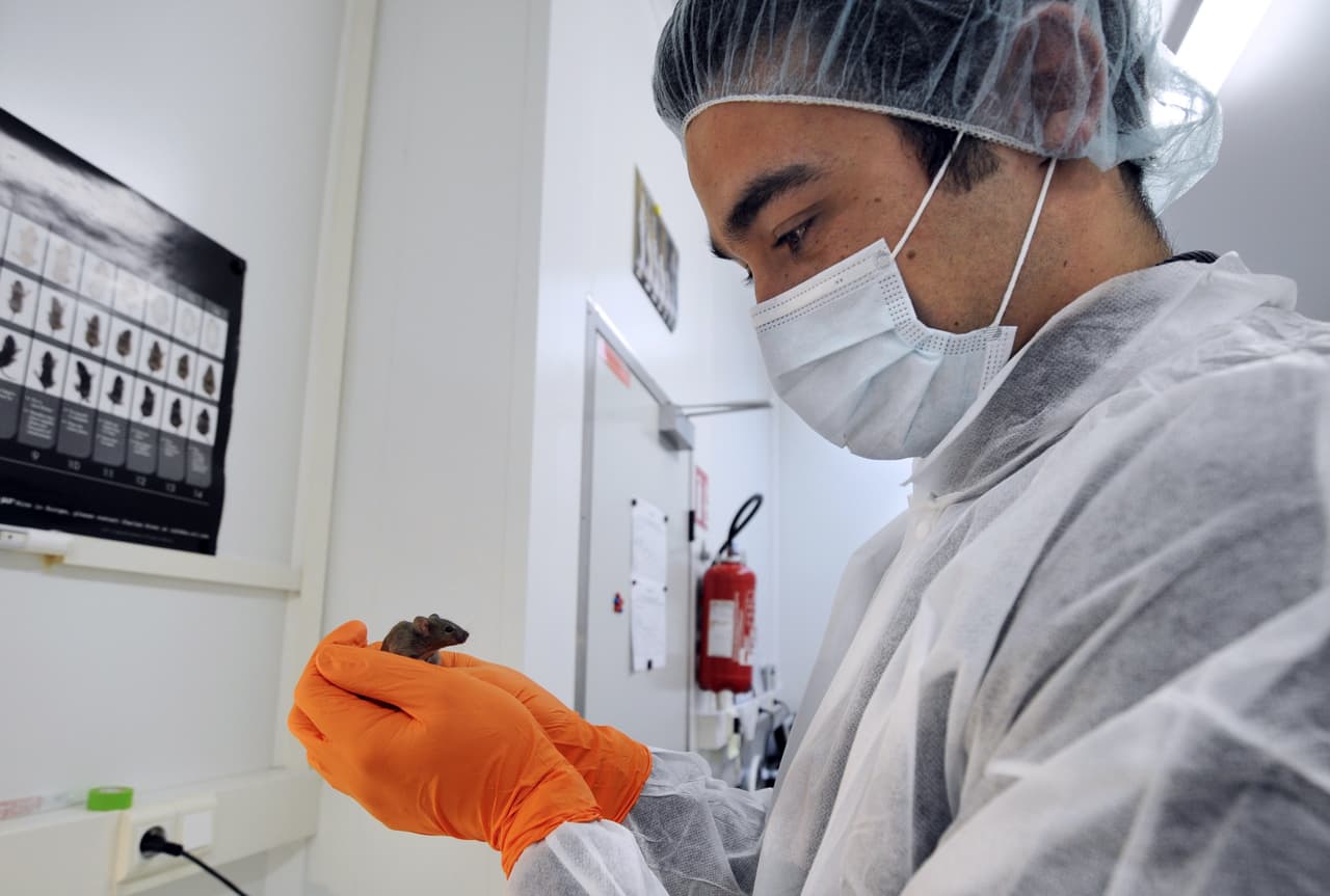 Qué son los ratones ´humanizados´ y cómo pueden ayudar a vencer al coronavirus