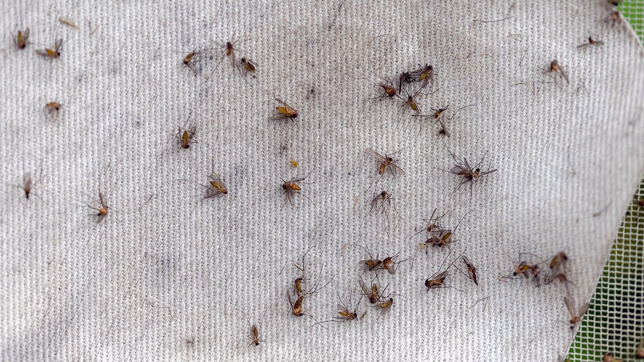 Cuidado con los mosquitos: Síntomas, tratamiento y causas de contagio del virus del Nilo Occidental