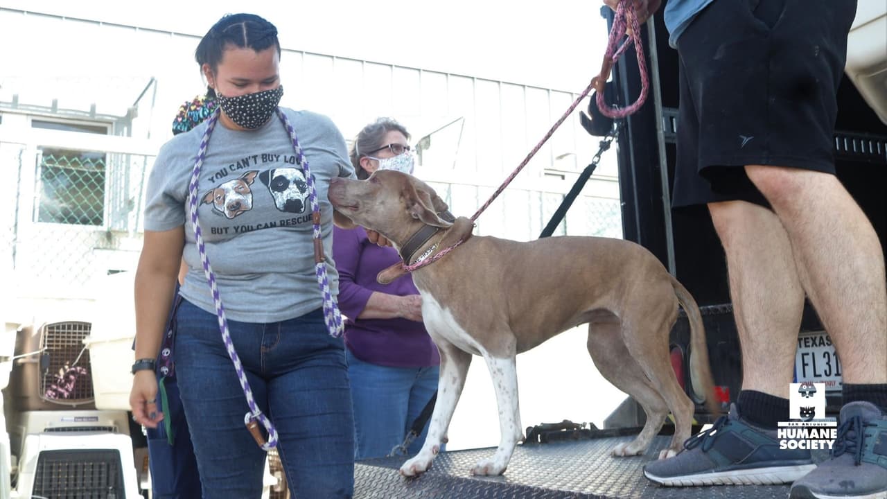 Todos los animales estarán disponibles para su adopción a través del proceso de adopción sin contacto de SAHS una vez que los veterinarios de SAHS los hayan autorizado médicamente.