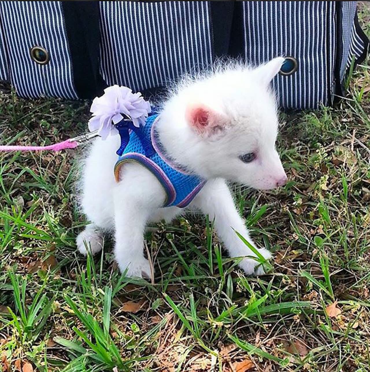 En su adultez, estos curiosos animales pueden medir entre 35 y 55 centímetros. El macho puede llegar a pesar 3,5 kilos y la hembra 2,9.