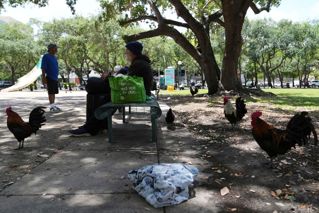 <b>Gallos y gentrificación: ¿puede sobrevivir la tradición en una ciudad en cambio?: </b>El desarrollo inmobiliario amenaza no solo las viviendas tradicionales, sino también las costumbres que florecieron en ellas. La sustitución de casas por lujosos condominios implica nuevos vecinos con menos tolerancia al bullicio natural del barrio. La supervivencia de los gallos se vuelve así una metáfora del desplazamiento cultural.
<br>