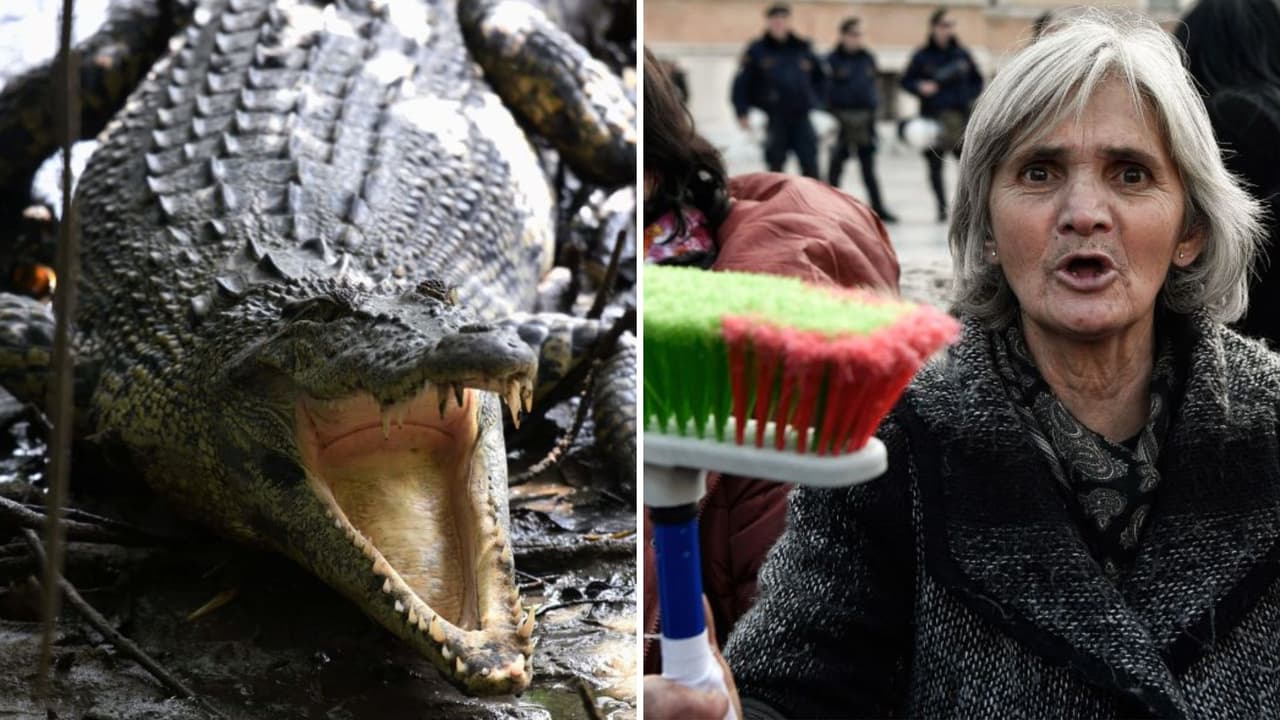 Mujer sacó a cocodrilo de su casa con una escoba y hablándole bonito: el video se hizo viral