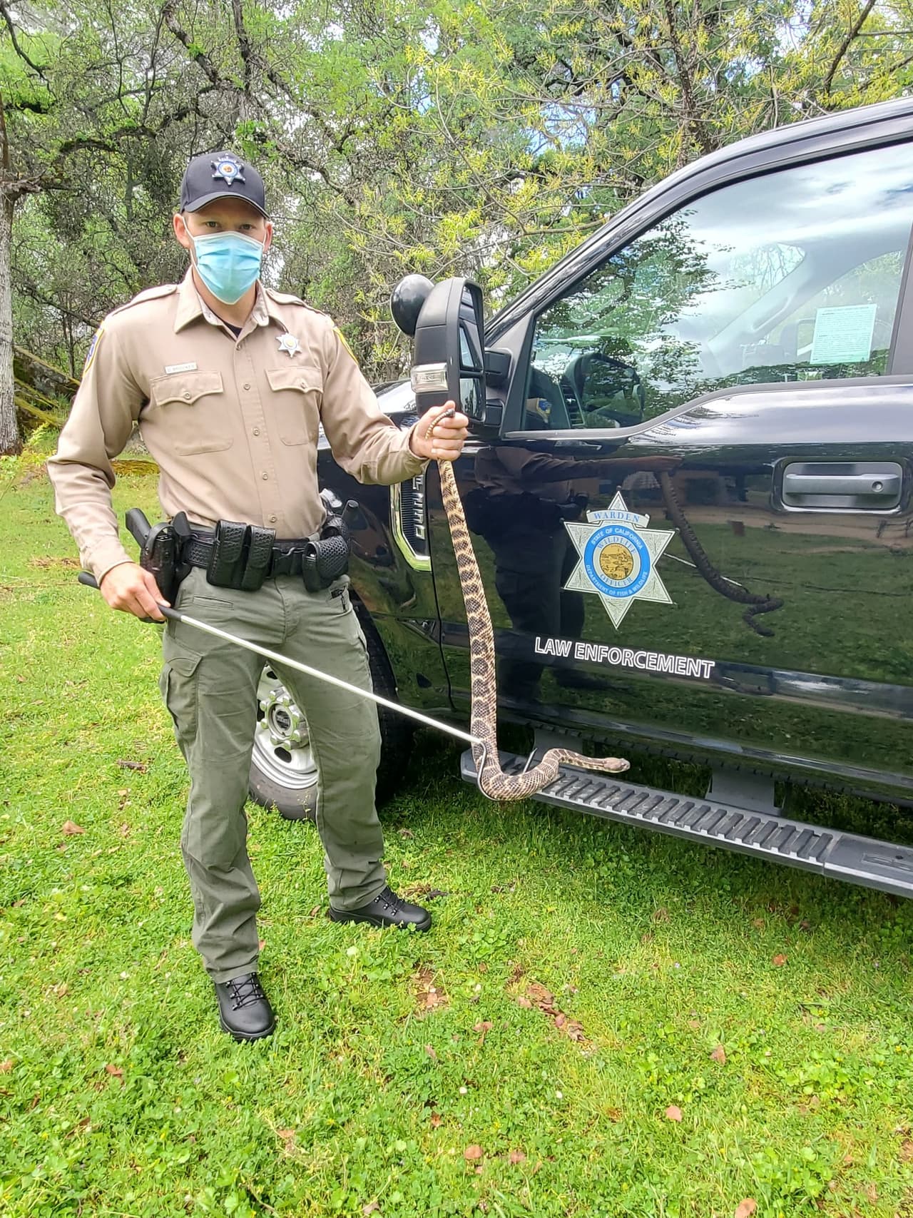 Una de las víboras de casable originarias de California que fueron rescatadas.