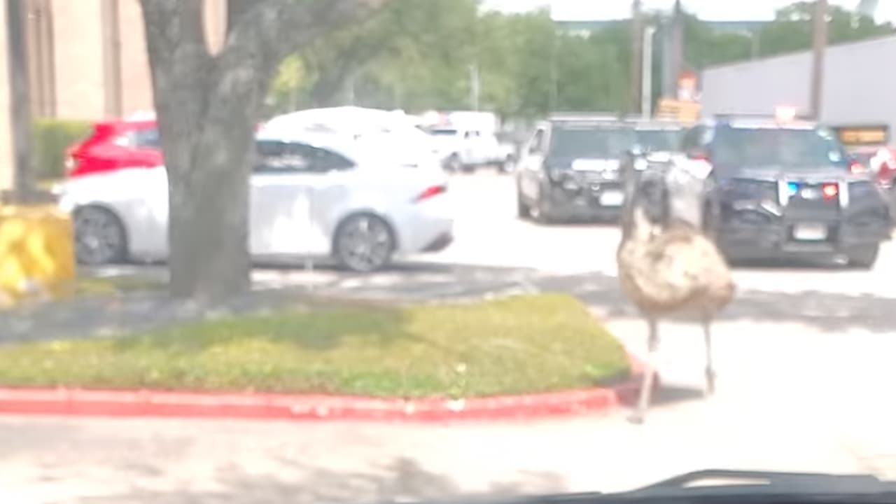 El emú es el ave más grande de Australia y la segunda más grande después del avestruz. Es un ave no voladora que alcanza alturas de hasta 150-190 centímetros y longitudes de entre 139-164 centímetros desde el pico hasta la cola. El peso está entre los 18 y los 60 kilogramos, puede morder o picotear a otro emú y después correr para despertar una reacción, indica la página de Bioenciclopedia.