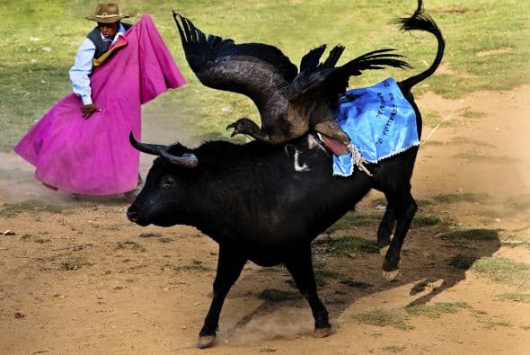 La fiesta de sangre es una tradición indígena en la que participan tres protagonistas: un cóndor salvaje, un toro salvaje y valientes hombres jóvenes.