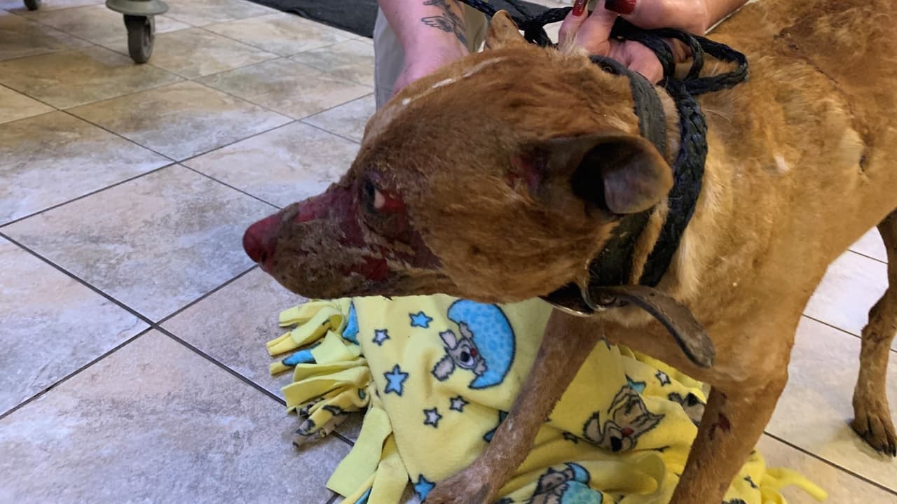 Deciden sacrificar a Dixie, la perrita quemada por el exnovio de su dueña