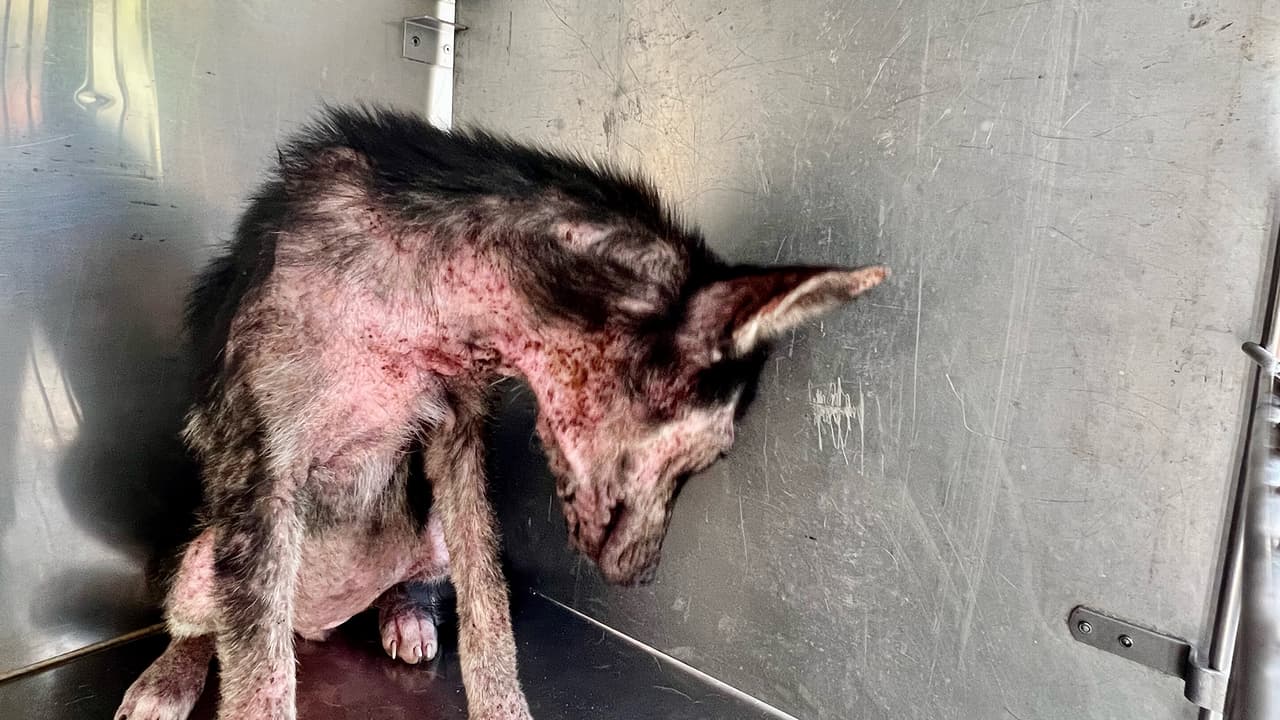 Algunos de los perros padecían enfermedades de la piel como sarna, indicaron las autoridades.