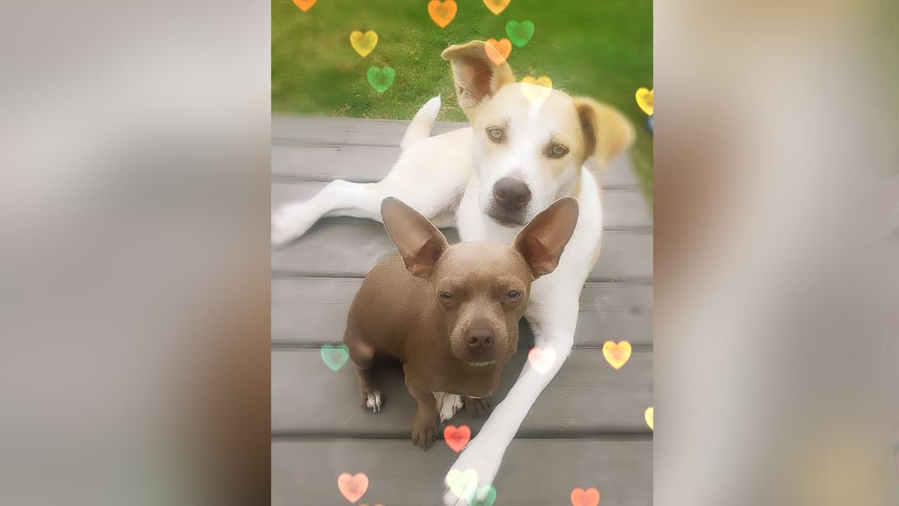 Jenny Román comparió esta fotografía de sus dos mascotas.