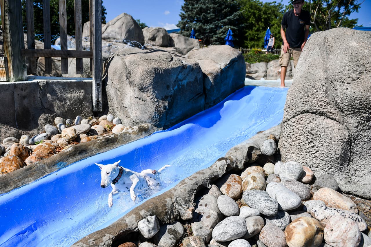 Y algunos perritos también se arriesgaron a lanzarse por las resbaladillas.