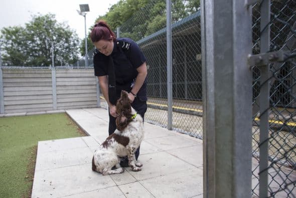 Actualmente la fuerza fronteriza tiene 74 perros altamente entrenados.