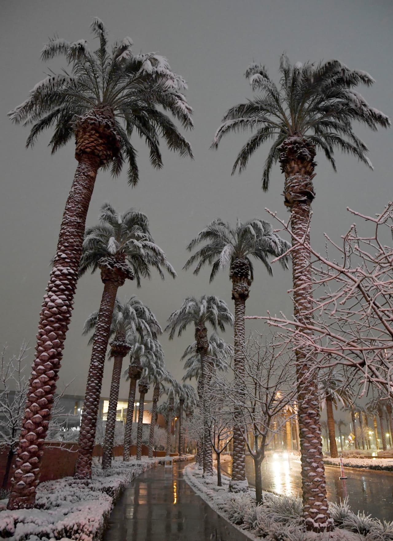 Las palmeras cubiertas de nieve en una calle de Las Vegas. El Servicio Nacional de Meteorología informó que había 1 pulgada (2,5 centímetros) de nieve en el Aeropuerto Internacional McCarran a partir de las 4:00 de esta mañana.