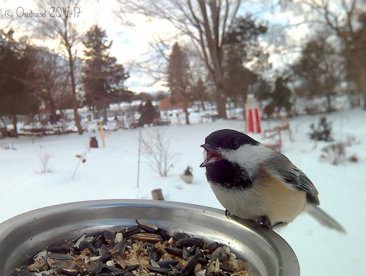 Un carbonero piando en el comedero de aves. Este pajarito se alimenta de insectos semillas y bayas. En pleno vuelo, son capaces de capturar los insectos que también están volando.
