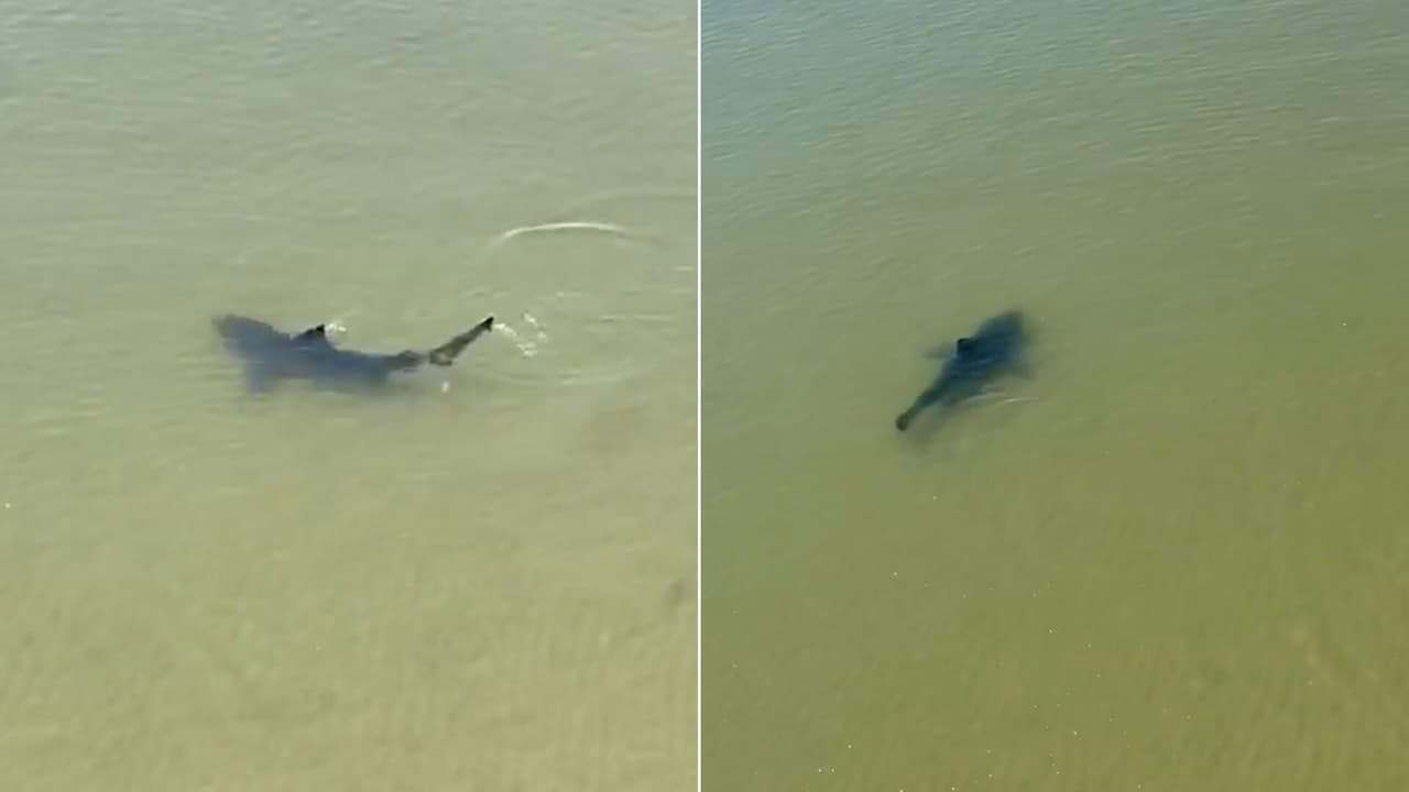 Un tiburón de más de 5 pies de largo fue visto en aguas poco profundas de Texas