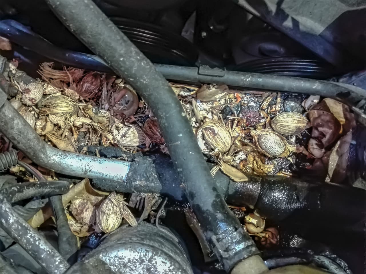 En ocasiones
<b>es fácil detectar su presencia,</b> ya que habrá residuos de alimento en el motor.