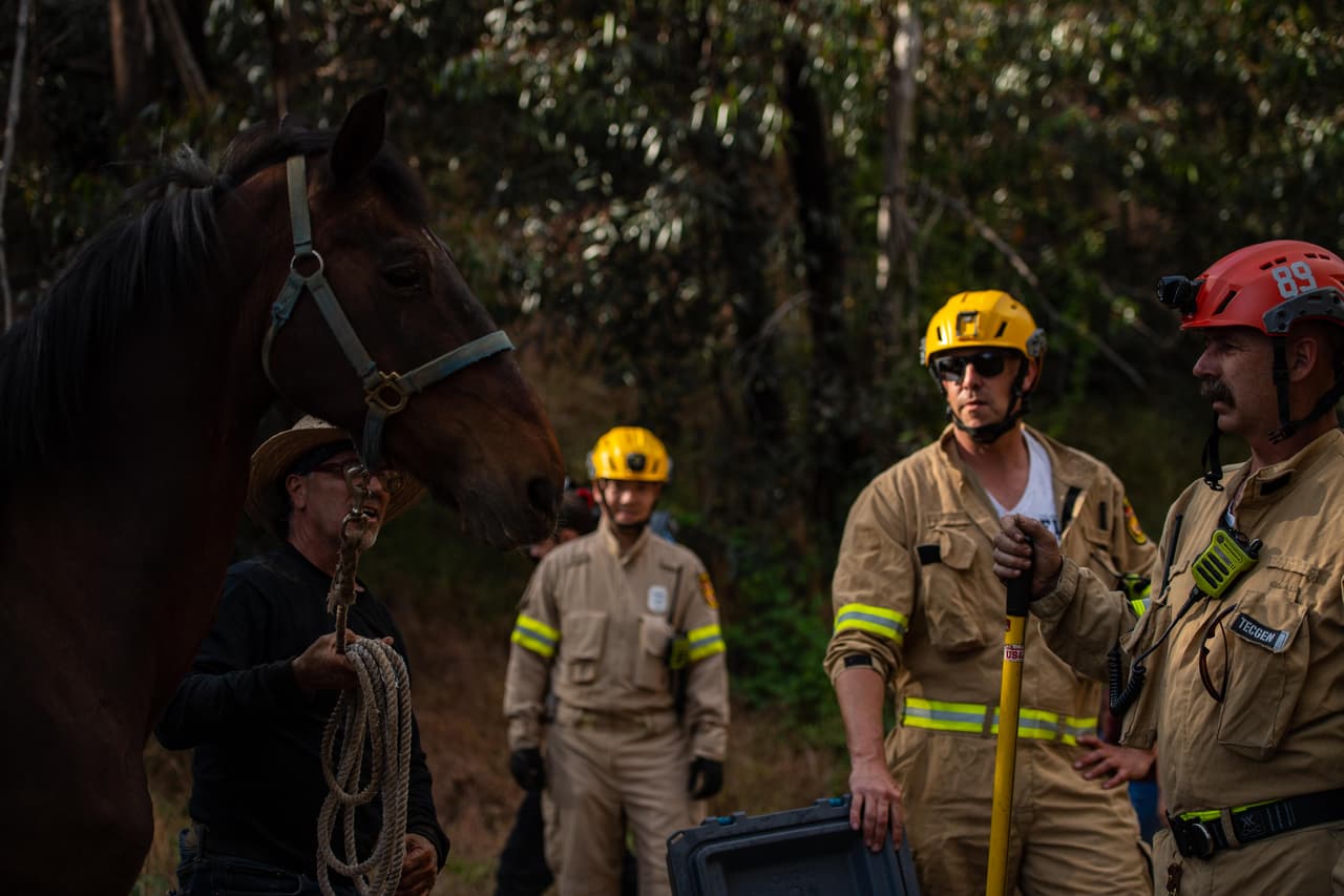 El caballo Poncho permaneció calmado junto al jinete involucrado en el accidente, aunque no por mucho tiempo.