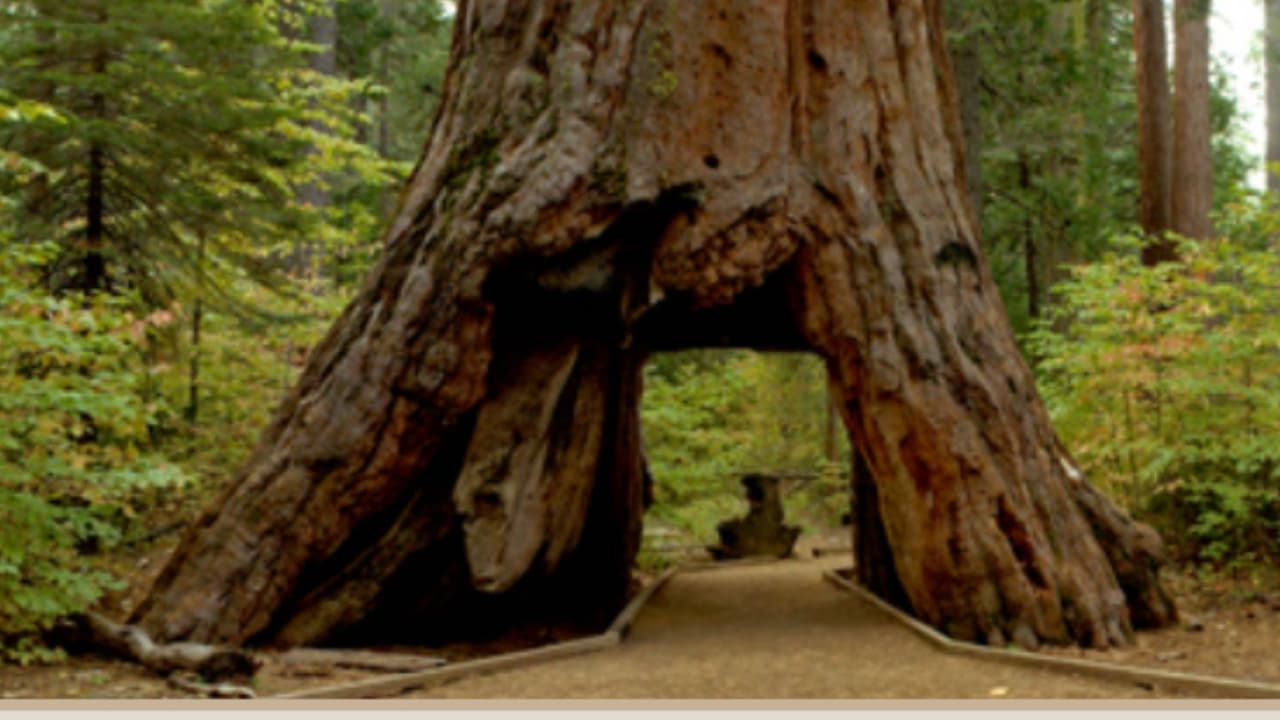 <b>Calaveras Big Trees,</b> a 97 millas al sureste de Sacramento. 
<br>En la Sierra Nevada central, el parque tiene senderos que pasan por los árboles sequoia, cabañas y actividades acuáticos.