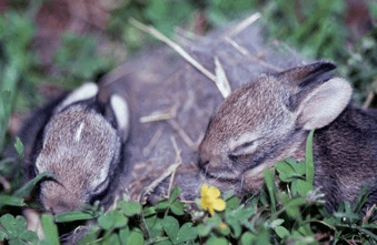 Aunque le parta el corazón, no "rescate" las crías de vida silvestre