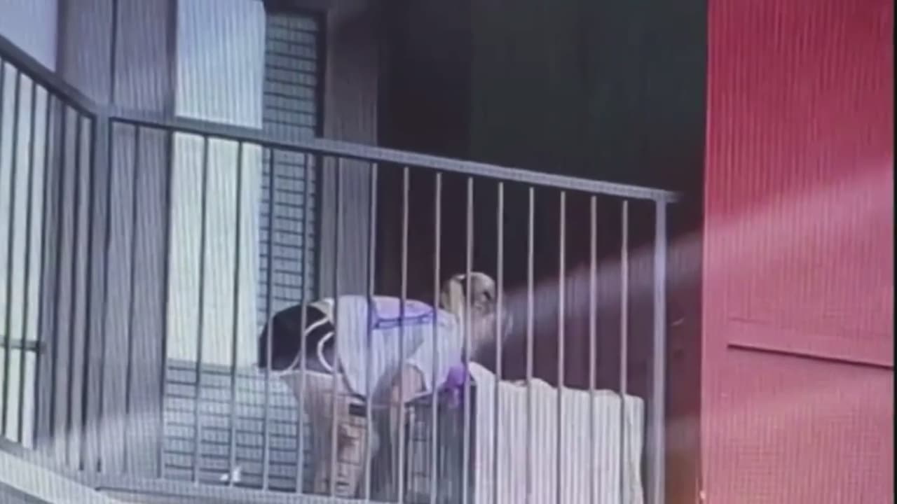 Ashten Goeckel, fue acusada de crueldad animal luego de que “sostuvo al perro y lo golpeó contra la pared” según informaron las autoridades.