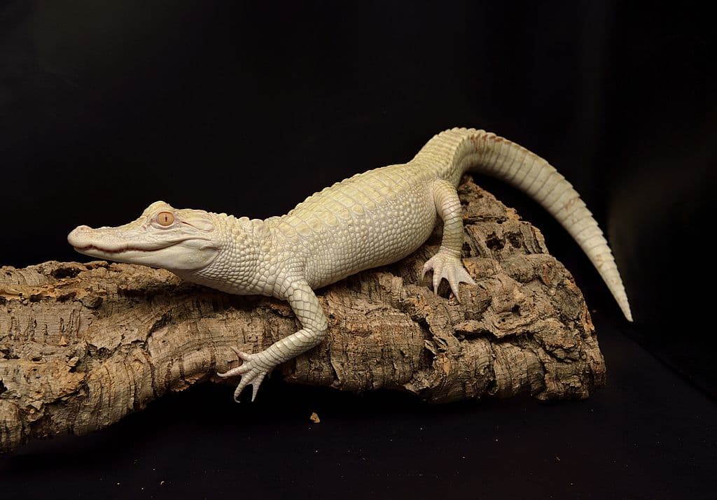 Cocodrilo albino
