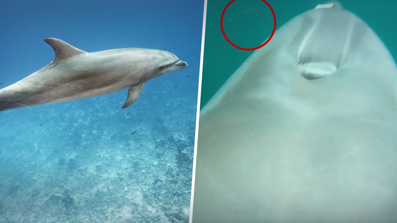 “Su veneno se considera bastante peligroso”: Delfín es captado en video mientras come 8 víboras venenosas de mar