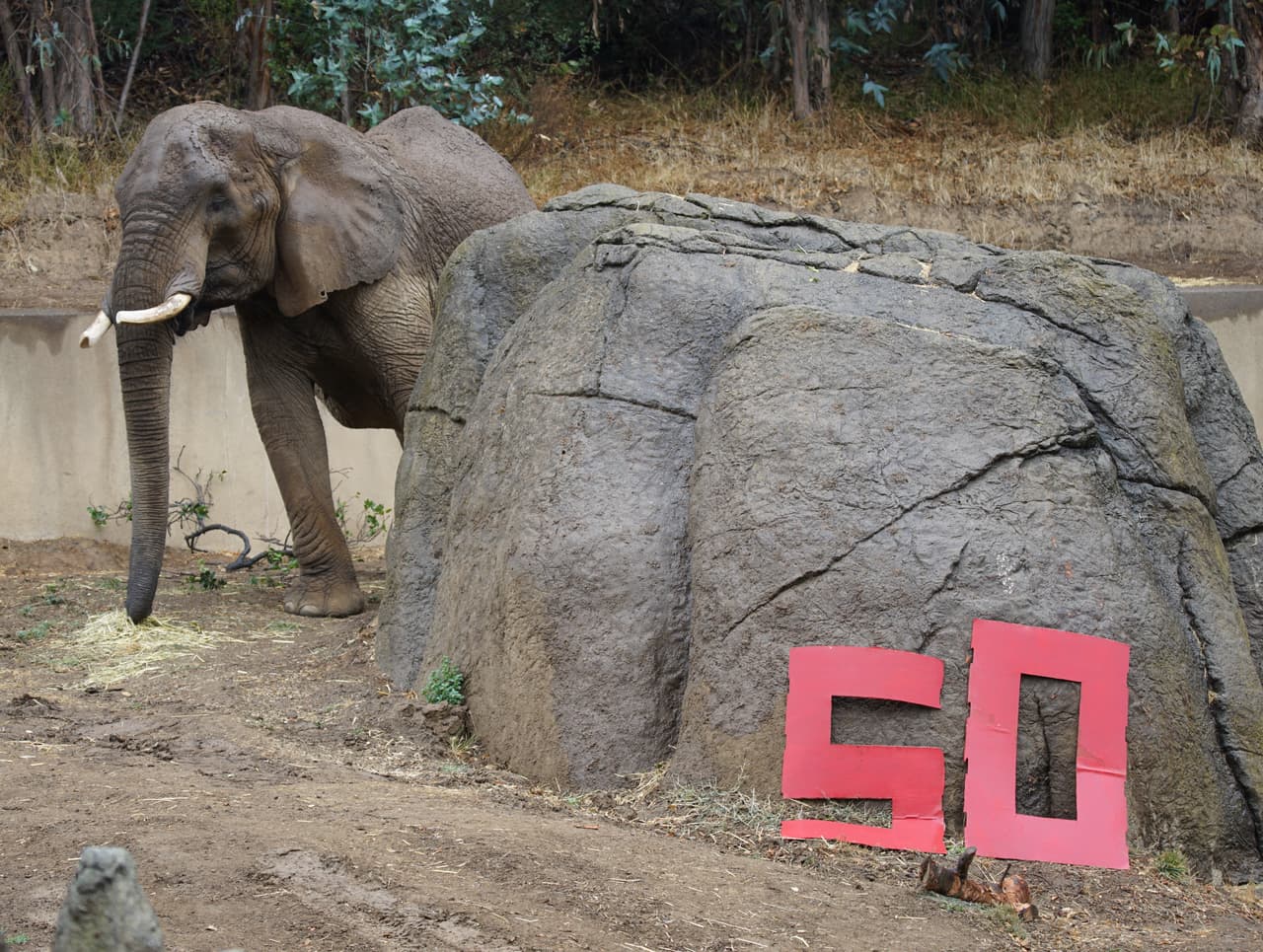 Nacida en estado salvaje en Zimbabwe, la primera casa en cautiverio de M'Dunda fue el zoológico de San Diego. Se mudó al zoológico de Oakland en 1993 y era conocida por sus largos y hermosos colmillos y su comportamiento gentil, aunque ocasionalmente discutía con Osh, el elefante macho, según el zoológico.