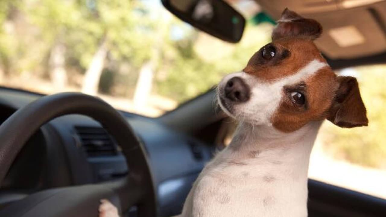 <b>Nunca dejes a tu mascota dentro de un vehículo</b>, aunque sea por sólo unos minutos y con las ventanas entreabiertas; las temperaturas pueden aumentar rápidamente y ser mortales.