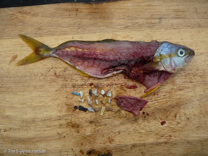 Microplástico encontrado dentro de un pescado por los investigadores de Greenpeace.