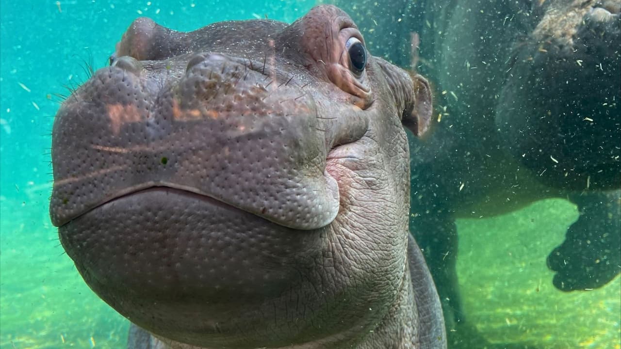 <h3 class="cms-H3-H3">Horarios y recomendaciones </h3>
<br>🕗 El Zoológico estará abierto esos días de 8 a.m. a 5 p.m.
<br>🅿️ El estacionamiento cuesta $12 y se paga al llegar (no se puede pagar en línea esos días). Se recomienda usar el transporte público, como
<a href="https://www.dart.org/guide/transit-and-use/rail/rail-line-details/dart-red-line" target="_blank">la línea roja de DART</a>.
<br>
<b>🌞 Para combatir el calor:</b> lleva protector solar, botella de agua rellenable y aprovecha las zonas con sombra y ventiladores con agua.