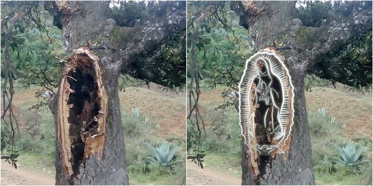Luego de que el autobús fue retirado del árbol que detuvo su caida, los músicos y los testigos aseguraron que en el tronco apareció la silueta de la Virgen de Guadalupe, motivo por el cual consideraron que fue "un milagro" lo que les salvó la vida.