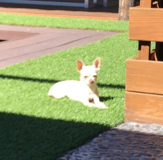 Esta simpática perrita chihuahua es una integrante más de su familia.