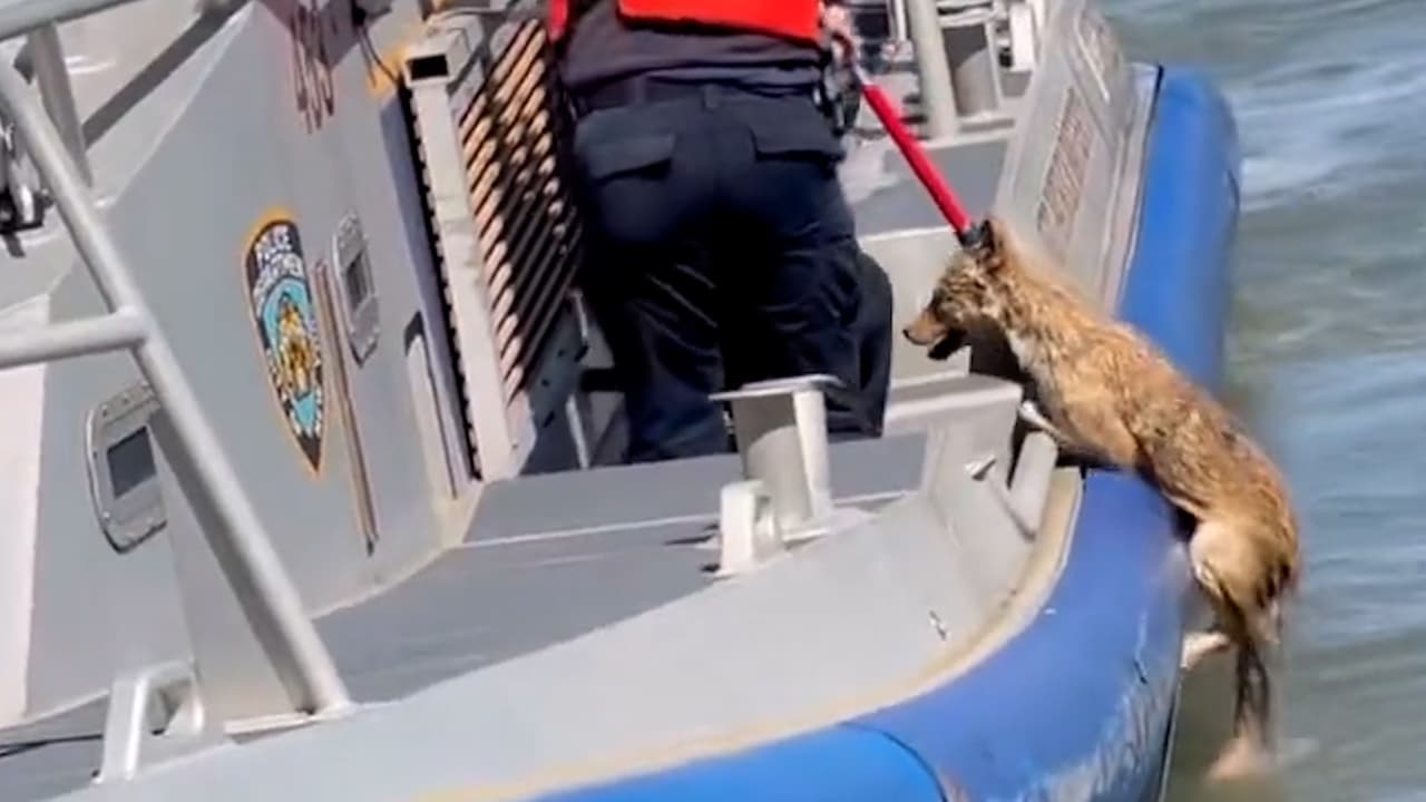Policías rescatan a coyote que cayó al East River de Manhattan