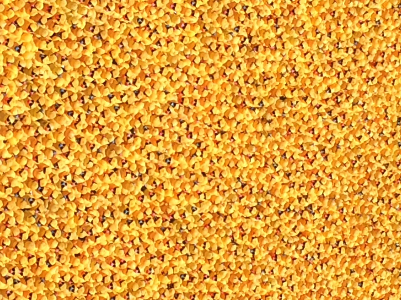 Chicago celebró su tradicional carrera de patitos de hule