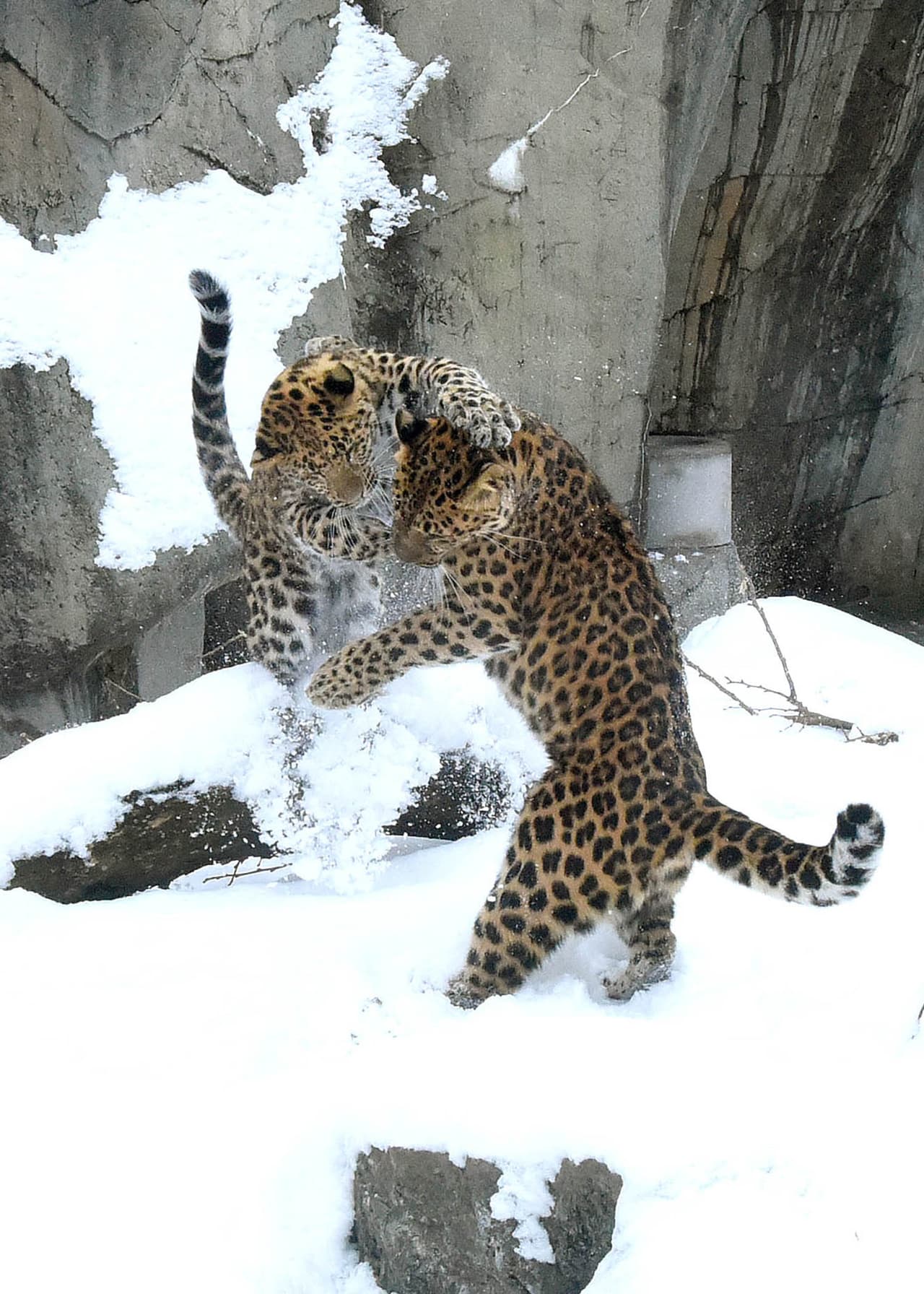 Otros que también fueron captados disfrutandon del clima fueron los leopardos Lisa y Temur.
